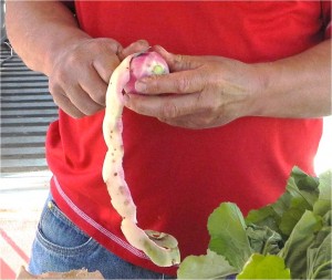 Peeling Watermelon Radish, Comox Valley Farmers Market