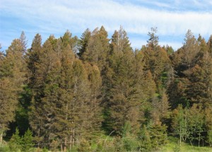Forest near Merritt