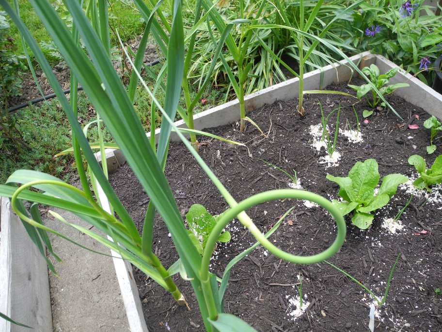 Garlic Scape June 2011