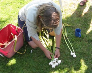 Braiding garlic1