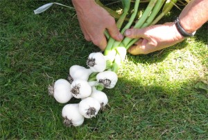 Braiding garlic2
