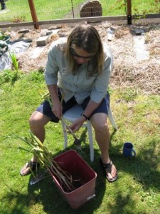 Freshly harvested garlic