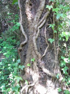 Ivy roots