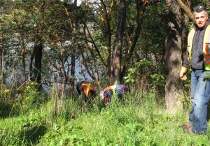Gorge Park cleanup - gorse