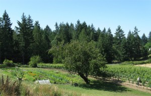 Saison Vineyard+Garden July 2011