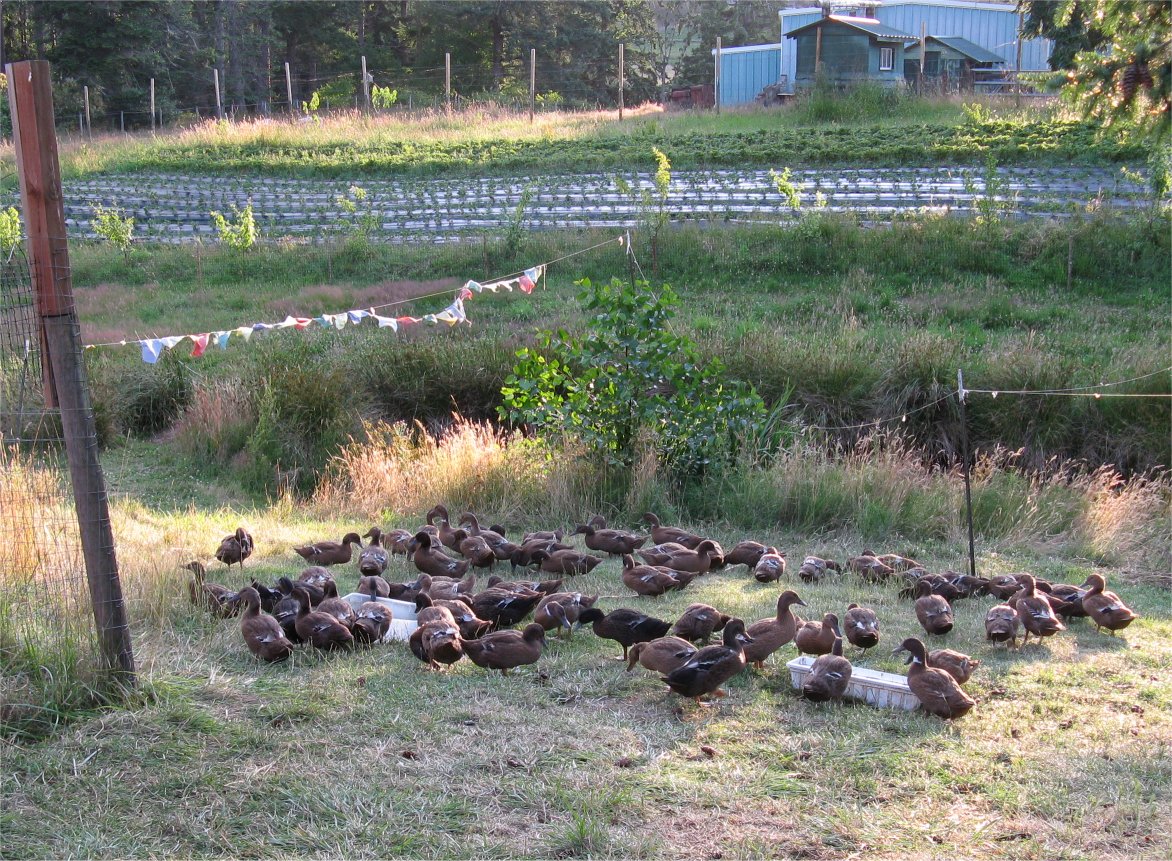 Sweet Earth Farms ducks