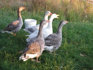 Sweet Earth Farms Pilgrim Geese