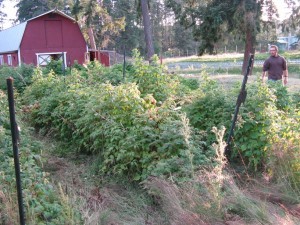 Sweet Earth Farms Raspberries