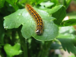 Tent caterpillar